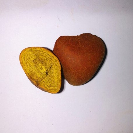 ox gallstones9