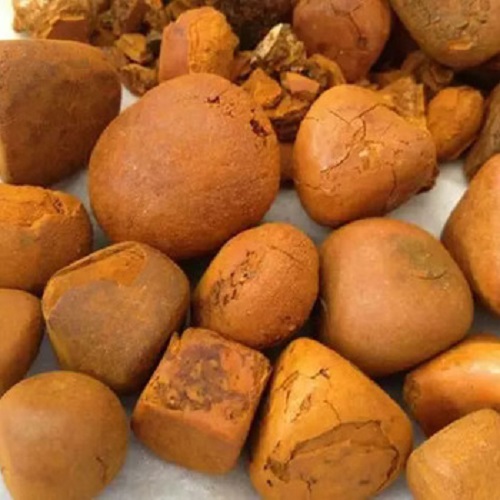 ox gallstones23